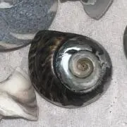 藻