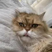 とこたんの画像