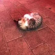 ヤンボーの画像
