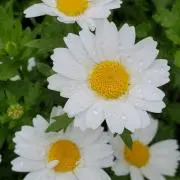 マーガレットの画像