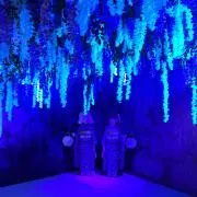 wandayoの画像