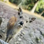 レニー（プロフィールご確認お願いします）の画像