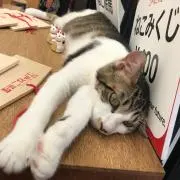 ゆめはなの画像