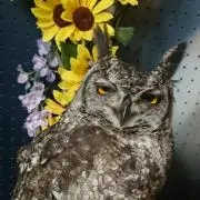 ぬんぬ