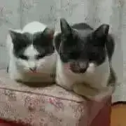 入院中で対応不可ですの画像