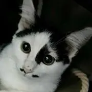 Ka-Si-の画像