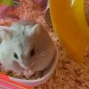 たぬたぬの画像