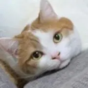 oの画像