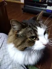 あろの画像