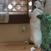 大魔王の画像