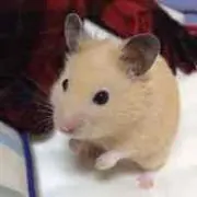 AFの画像
