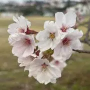 AKmskyの画像