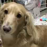 彩葵の画像