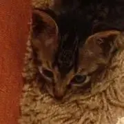 ネコ⭐️みんな幸せにな〜れ❣️