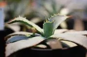 よこじぃの画像