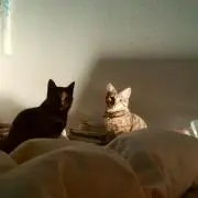 ☆★宇宙戦艦☆★黒猫トマトの配達便の画像