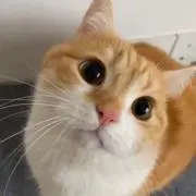 Annieの画像