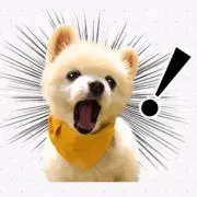 ぷるちゃんの画像