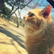 ぴの画像