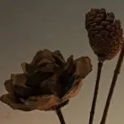 きばちよ