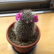 Garakuの画像