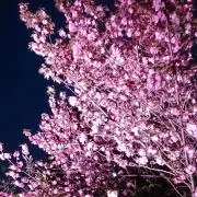 あきぴんの画像