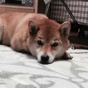 メグ