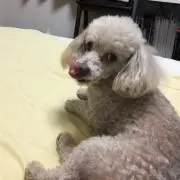 マサマムの画像