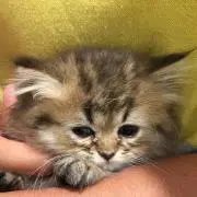 ちゃんもも