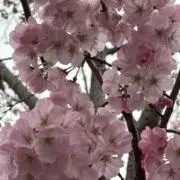sakuraの画像
