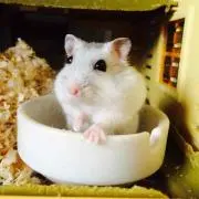 モコ