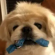 ボノ吉の画像