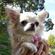 おまめの画像