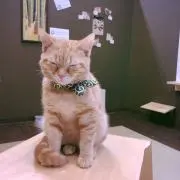 モカ