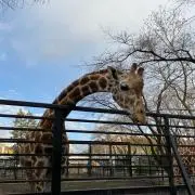 TT