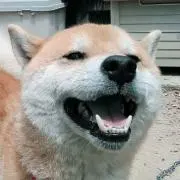 ＨＡの画像