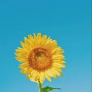 なすびの画像
