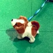 chan-pの画像