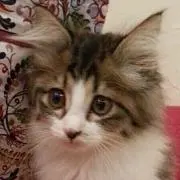 わびっちょの画像