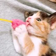 a...＊の画像