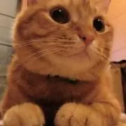 ハロハロの画像