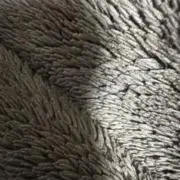 ぱんとんの画像
