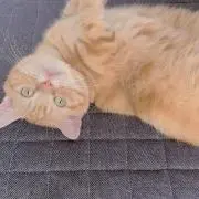おもち