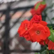 はなの画像