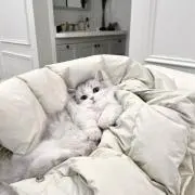 るるの画像