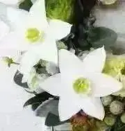 Samanthaの画像