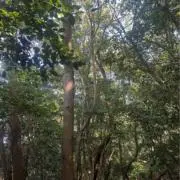 かの画像