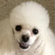 ふく11