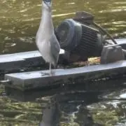 ぺんちの画像