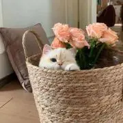 ももの画像